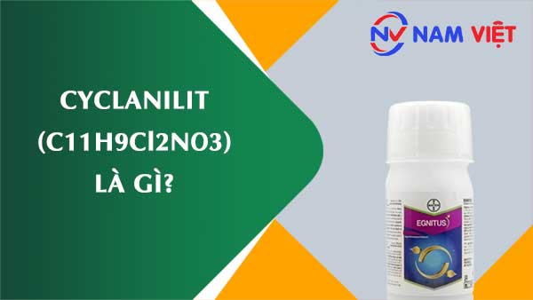 Cyclanilit ảnh hưởng như thế nào đến sức khỏe người lao động?